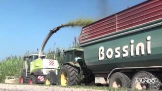 Arundo donax Harvesting and Silage for Biogas production  2015 [upl. by Vada]