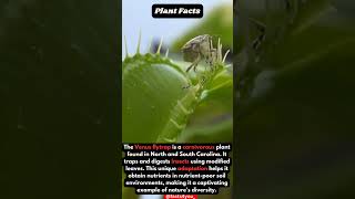 Venus FlyTrap The Amazing Plant  Facts About Venus Fly Trap facts shorts [upl. by Albertson]