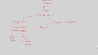 UD III  Ecdysozoa I Nematoda  BIALIGYcom [upl. by Lacram]