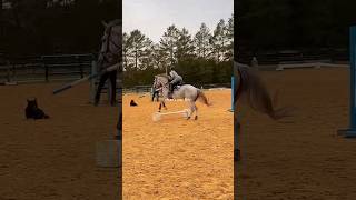 Real horse equitation equestrian [upl. by Tade15]