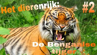 Bengaalse tijger 2 Het Dierenrijk [upl. by Sivartal]