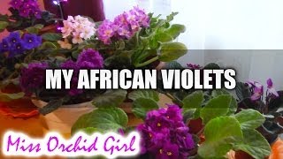 My African Violet Collection [upl. by Udelle]