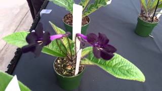 Rocky Mountain Streptocarpus [upl. by Anerda]