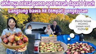 AKHIRNYA SELESAI PANEN APEL MERAH DAPAT 1 TRUCK  LANGSUNG BAWA KE TEMPAT PENGEJUSAN [upl. by Essilem]