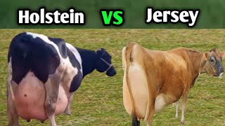 Difference Between Jersey Cows and Holstein Friesian Cows  Highly Milking Cows Breed [upl. by O'Rourke]