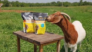 Goat Care 2X An Economical Way to Deworm an Entire Herd [upl. by Mayfield]