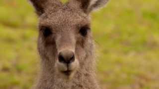 Head of an Eastern Grey Kangaroo Macropus giganteus in Girraween National Park [upl. by France]