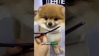 Este Perro Se Corta El Pelo ❤️ [upl. by Tse738]