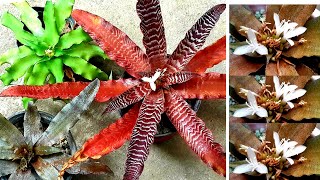 Cryptanthus Earth Star Beginners Guide  Blooms Pups Propagation amp Care [upl. by Rakel774]