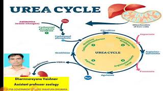 ornithine cycle [upl. by Zetrom207]