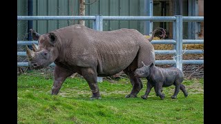 Rocco The Black Rhino Update 🦏 [upl. by Suiluj861]