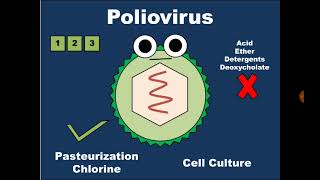 4 Picornaviridae Poliovirus شلل الأطفال  Rhinovirus Common Cold فيروس البرد [upl. by Aicylla]