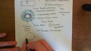 Antithrombin 3 and Heparin Part 2 [upl. by Annahsit]