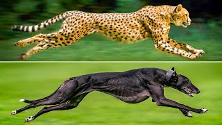 Top 5 Fastest Dog Breeds In the World  Worlds Fastest Dog [upl. by Asela]