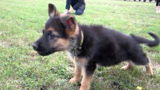 German Shepherd Puppy Barking [upl. by Swan]