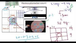 Hemocytometer principle [upl. by Thurlough]