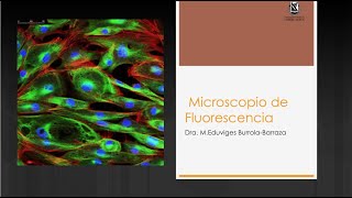 11 Microscopio de Fluorescencia [upl. by Leiand]