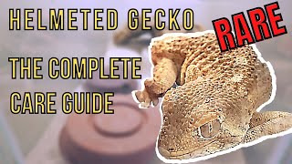 Helmeted Gecko  A Complete Care Guide to Tarentola chazaliae [upl. by Acire]