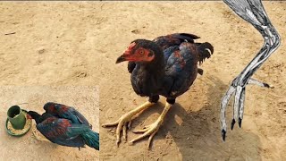 Lameness in Chickens  Dr ARSHAD [upl. by Osrit]