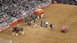 Budweiser Wagon Accident at the SA Rodeo 2023 [upl. by Kronfeld]