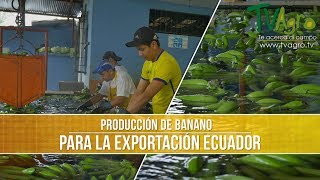 Como es la Produccion del Banano para Exportacion  TvAgro por Juan Gonzalo Angel [upl. by Ecinom]