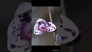 New Beautiful blooming flower time lapse video timelapse [upl. by Ettevets]