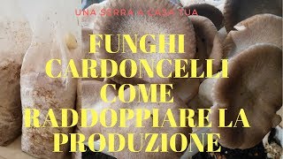 Funghi cardoncelli  COME RADDOPPIARE LA PRODUZIONE [upl. by Kurman707]