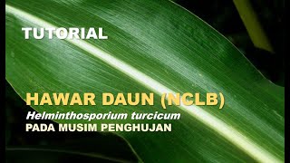 TUTORIAL Mengatasi penyakit hawar daun helminthosporium tursicum pd penanaman jagung di musim hujan [upl. by Christos]