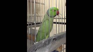 ببغاء الدرة المتكلم talking ring neck parrot [upl. by Lalage894]