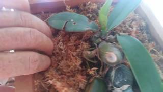 Bulbophyllum phalaenopsis repot quickie explanation [upl. by Burr282]