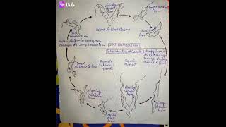 Life cycle of Trypanosoma zoology Bsc 3 year [upl. by Asilak]