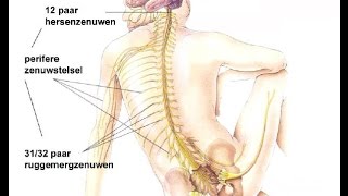 Indeling zenuwstelsel [upl. by O'Connor]