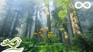 Sunny Mornings Beautiful Relaxing Music with Piano Guitar amp Bird Sounds by Peder B Helland [upl. by Odlonyer]