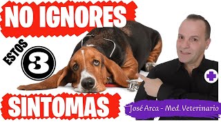 🛑Cuales son los SINTOMAS del DISTEMPER CANINO⏩  3  CLAVES para DETECTAR el MOQUILLO Rápidamente✅ [upl. by Adnat]