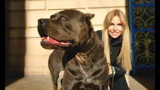 THE CANE CORSO  POWERFUL ROMAN DOG OF WAR [upl. by Kcirddec]