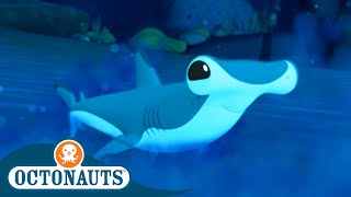 Octonauts  🦈 Baby Hammerhead Shark Rescue ⛑️  Season 3  Best Bits [upl. by Koerlin902]