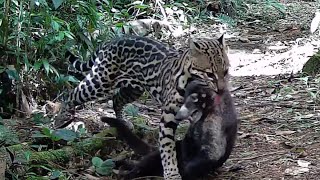 Ocelote Leopardus pardalis Registros en Eco Senderos del 21nov2021 al 26feb2022 [upl. by Nikolaos]