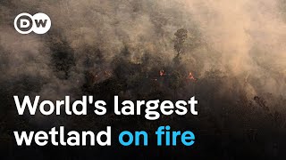 Wildfires burn 700000 hectares of Pantanal wetland  DW News [upl. by Rtoip]