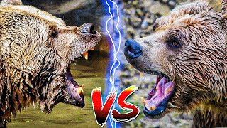 Grizzly bear vs Kodiak bear Who would win in a fight [upl. by Haynor]