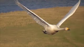 Whooper Swans in Iceland [upl. by Keating164]