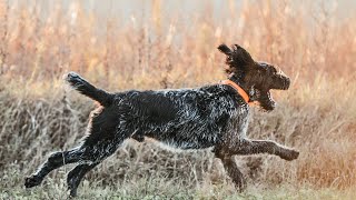 How to Train Your German Wirehaired Pointer [upl. by Can486]