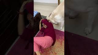 Didi ghar jaao ab 😂🐶 doglover labraworld shorts viral [upl. by Hoffman85]