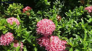 Ixora Mini Dwarf tropical ixora 🎵🌞🌸🍁🌺💃🏻✨🎼🎶 [upl. by Ahseikram]