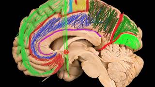 Sistema nervioso 2 Neurona [upl. by Eisus]