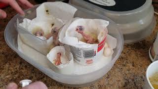 Hand feeding baby cockatiels from 2 hours old to 2 weeks old [upl. by Megdal]