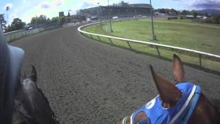 loose horse at race track [upl. by Inavoig]