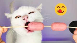 White Cat Eating Sausage ASMR [upl. by Oregolac700]