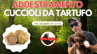 ADDESTRAMENTO cuccioli DA TARTUFO 90 giorni di vita [upl. by Nottus]