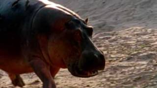 Deadly Hippos kills dozens of people every year [upl. by Groh962]