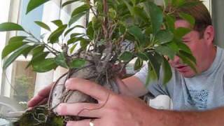 How to turn a Ginseng Ficus into a real Bonsai Tree [upl. by Edbert]